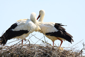 Two storks in a nest on a tree