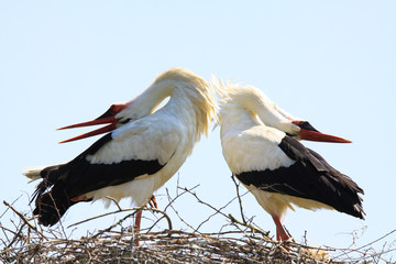 Close up of two white storks (Ciconia Ciconia) in a nest on a tree against blue sky. The storks...