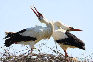 Close up of two white storks (Ciconia Ciconia) in a nest on a tree against blue sky. The storks...