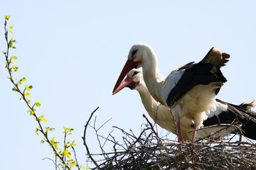 Two storks in a nest on a tree