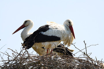 Two storks in a nest on a tree