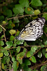 butterfly on flower