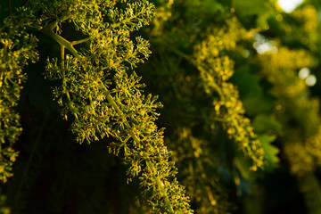 Flowering vine
