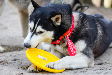 Haski is played with a yellow plate of frisbee. Black and white dog in the park.