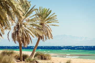 palm trees on the Red Sea on the background of high rocky cliffs in Egypt