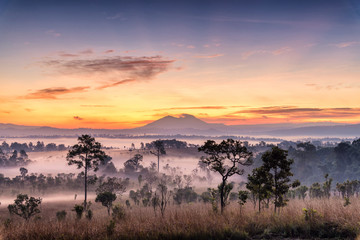Beautiful Sunrise Landscape of forest , pine tree  , mountain in a misty morning at Thung Salaeng Luang National park