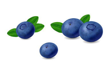 Blueberry isolated on white background. Realistic illustration