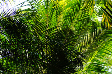 Fototapeta na wymiar green palm leaf in garden