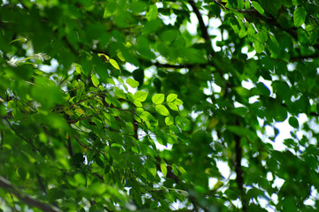 Obraz premium green leaf of tree