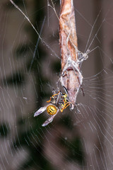 A European Wasp in the web of a female Leaf Curling Spider at Hughes, Canberra, Australia in April 2019