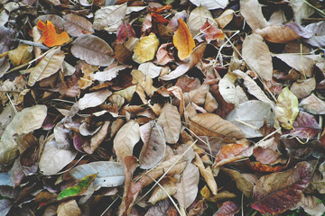 pile of dry leaf