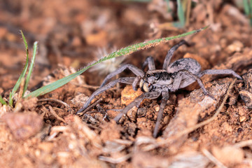 A Tasmanicosa Wolf Spider hunting for food on Red Hill Nature Reserve, Canberra, Australia in April 2019