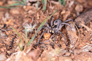 A Tasmanicosa Wolf Spider hunting for food on Red Hill Nature Reserve, Canberra, Australia in April 2019