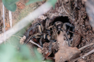 A Tasmanicosa Wolf Spider in its hole on Red Hill Nature Reserve, Canberra, Australia in April 2019