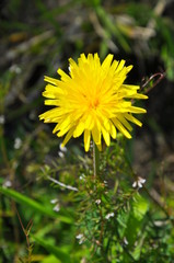dandelion in grass