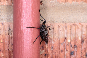 A Wingless Soldier Fly on bricks in Hughes, Canberra on a morning in April 2019