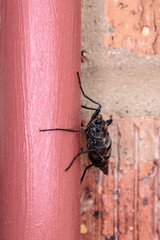 A Wingless Soldier Fly on bricks in Hughes, Canberra on a morning in April 2019