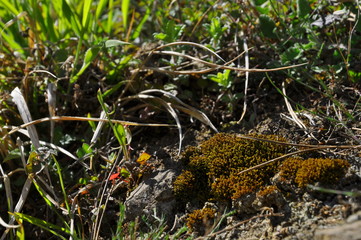 moss on tree
