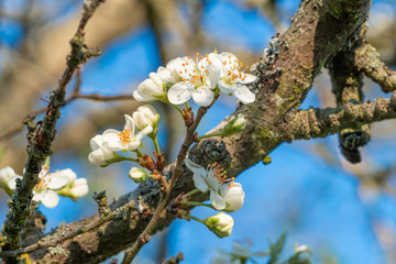 Blühender Apfelbaum (Obstbaum-Blüte)