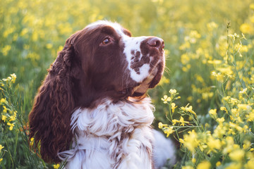 Dog breed English Springer Spaniel in summer wild flowers field. Cute sad pet sits in nature outdoor on evening sunlight