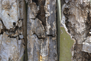 Cracked and aged cactus surface skin abstract organic background texture