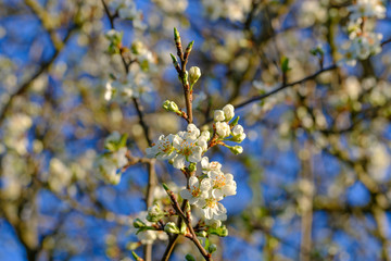 Blühender Apfelbaum (Obstbaum-Blüte)