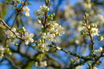 Blühender Apfelbaum (Obstbaum-Blüte)