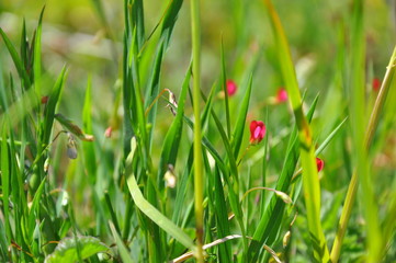 grass on green background