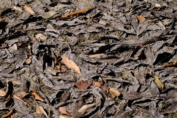 pile of dry autumn leaf on the ground in garden