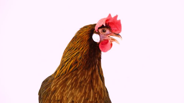 cluck Italian partridge chicken isolated on white screen. sound