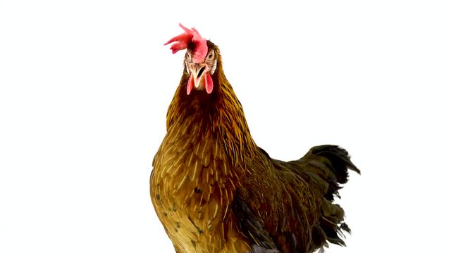 cluck Italian partridge chicken isolated on white screen. sound