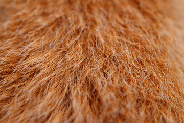 closeup dog fur texture