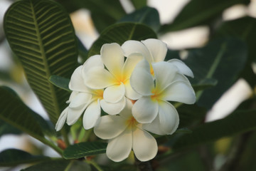 Obraz na płótnie Canvas White plumeria flowers on beautiful trees.
