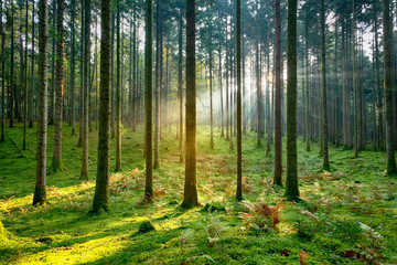 Fototapeta na wymiar Beautiful golden sunlight in morning mossy forest tree landscape.