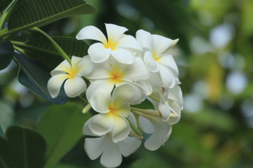 Fototapeta na wymiar Bright white plumeria flowers.