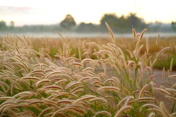 flower of grass ( Pennisetum polystachyon (L.) Schult. ) on the way to the morning light