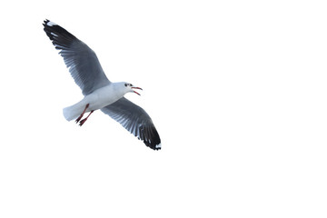 Seagulls are flying beautifully, white background.