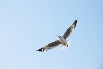 A seagull is flying beautifully.
