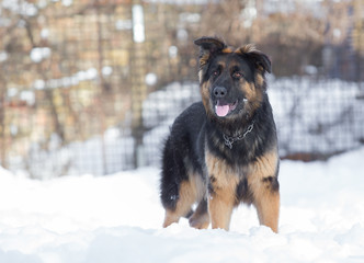 german shepherd dog in snow