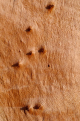 bark of tree texture