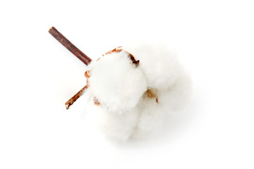 Cotton plant flower isolated