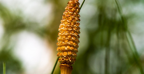 Kolben des Ackerschachtelhalm vor hellgrünem Hintergrund