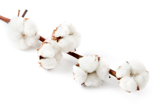 Cotton plant flower isolated