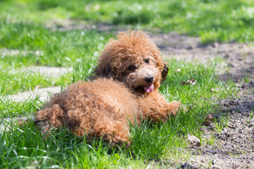 little havanese dog in nature