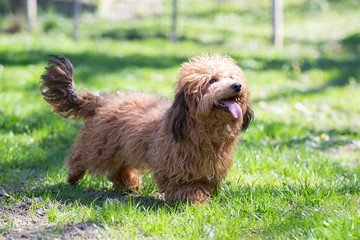 little havanese dog in nature