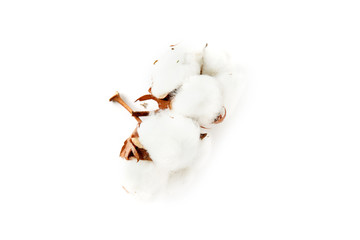 Cotton plant flower isolated