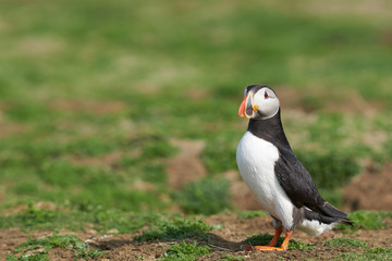 Atlantic puffin (Fratercula arctica) in spring on Skomer Island off the coast of Pembrokeshire in Wales, United Kingdom        