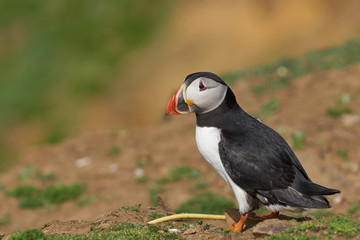 Atlantic puffin (Fratercula arctica) in spring on Skomer Island off the coast of Pembrokeshire in Wales, United Kingdom        