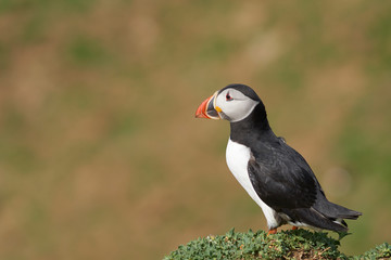 Atlantic puffin (Fratercula arctica) in spring on Skomer Island off the coast of Pembrokeshire in Wales, United Kingdom        