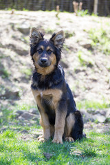 german shepherd dog